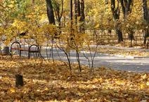 Autumn park with wooden bench and fallen leaves